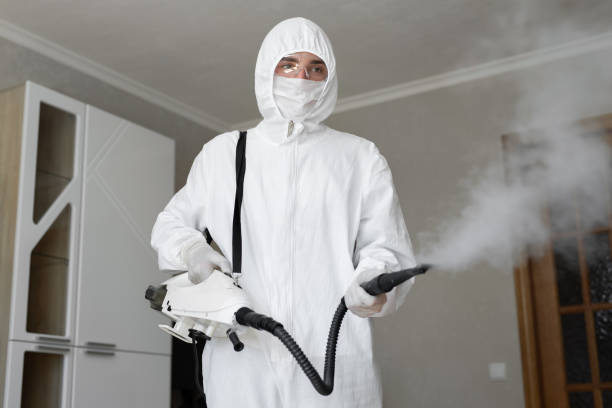 Best Black Mold Removal in USA